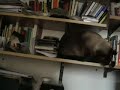 Siames tenista de biblioteca