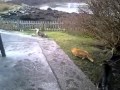 Cat Ruins Cat's Bird Hunt