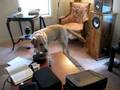 cutest singing dog ever II