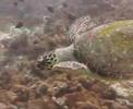 Vilamendhoo Sea Turtle