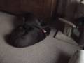 09-1-4 Ginny en Romy spelen