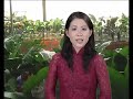 Ky thuat trong thuy canh hoa kieng.flv