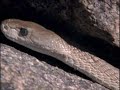 Mamba negra