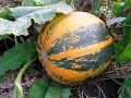 Der Herbst ist da
