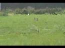Basenji Coursing Basenji Coursing