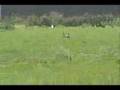 Basenji Coursing