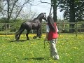 Friesian horse