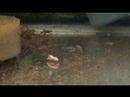 Betta Breeding Part III: A Month Betta Breeding Part III: A Month