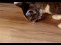 Cat hunts down bumblebee in Drammen (Norway)