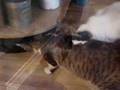 Cat hunts down bumblebee in Drammen (Norway)