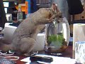 Brush Tailed Possum drinks from fish bowl.