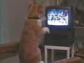 Gato Acha que ta lutando box Gato Acha que ta lutando box