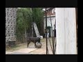 Nelson the stupid Staffy