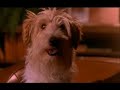 les chiens comme vous ne les avez jamais vue ...