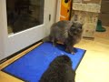 Laika our puppy takes on Robson our cat