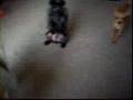 Affenpinscher video