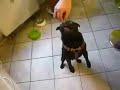 gustav1.mov gustav1.mov