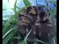 Video from My Phone (0609081555.3g2)
