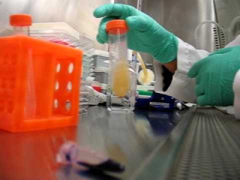 how to isolate hepatocytes from liver