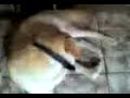Coçando o Saco Coçando o Saco