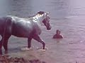 Summer Horseplay