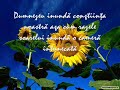 Meditatii Asupra Vietii