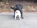 Playful Jack Russell Pt.1 Playful Jack Russell Pt.1