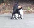 Playful Jack Russell Pt.1