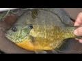 How To Catch A Fish Without A Fishing Pole