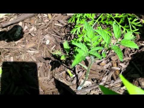 how to get rid cutworms