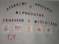 Feira de Anatomia - T. Enfermagem T.208 INSSJT