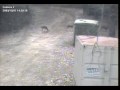 Ponderosa Deer Parade