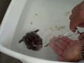 Baby Pied-billed Grebe Is Fed Live Minnows