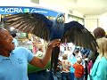 Hyacinth Macaw