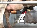 Hoe snel is een Lely melkrobot??