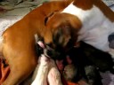 pumpkins pups2