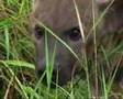 Hyena with a snare