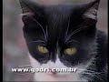 Motivação exemplo gato e cachorro Motivação exemplo gato e cachorro