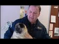 Pug Puppy Mill?
