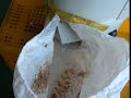 Introducing Creative Chestnut Peeling Machine Introducing Creative Chestnut Peeling Machine