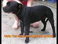 Staffordshire Bull Terrier Breed Defect - Short toes Staffordshire Bull Terrier Breed Defect - Short toes