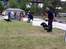 Flyball Polish Record 19,92 sek Flyball Polish Record 19,92 sek