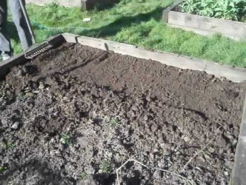 how to replant radishes