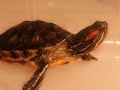 HTP TURTLE VIDEO HTP TURTLE VIDEO