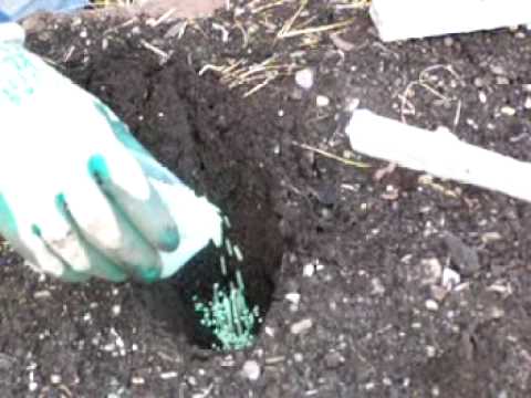 how to replant dahlias