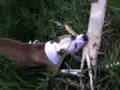 videos de Meu Pit Bull