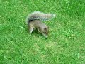 Scrat from the \"Ice Age\"...for real !