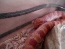Snake Eating A Mouse