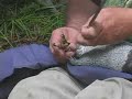 Goshawk Capture and Banding (2 of 3) Goshawk Capture and Banding (2 of 3)