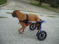 Jager & His "Walkin' Wheels" from HandicappedPets.com